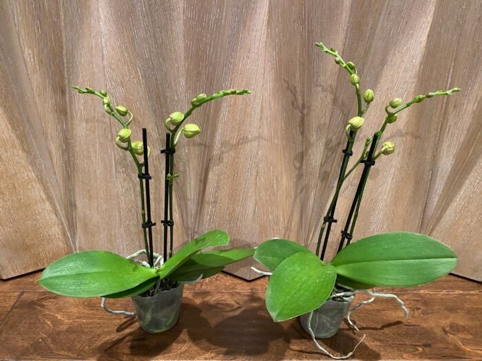 Phalaenopsis Twilight Star 2 Spikes (3.5" pot) - Image 5
