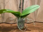 Phalaenopsis Twilight Star 2 Spikes (3.5" pot) - Image 9