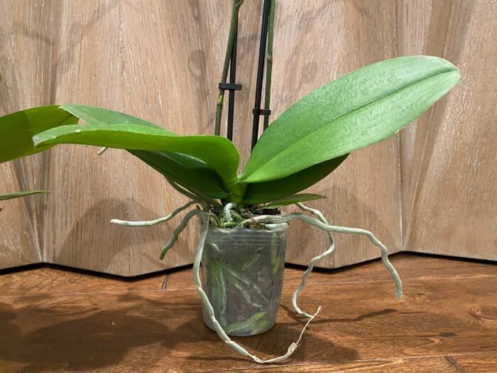Phalaenopsis Twilight Star 2 Spikes (3.5" pot) - Image 9