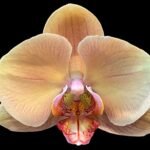 Double Spikes Phalaenopsis OX Lottery Prince (4.5" pot)