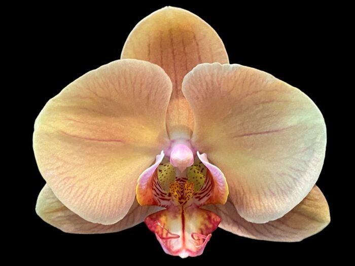Double Spikes Phalaenopsis OX Lottery Prince (4.5" pot) - Image 1
