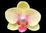 Phalaenopsis Red Jujube (3.5” pot)