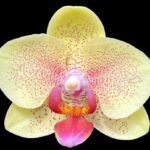 Phalaenopsis Red Jujube (3.5” pot)