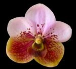 Vanda Rasri Gold x sanderiana (Blooming Size, 3.5” pot)