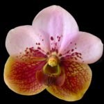 Vanda Rasri Gold x sanderiana (Blooming Size, 3.5” pot)