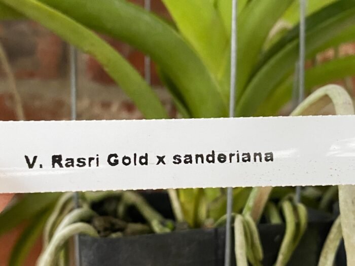 Vanda Rasri Gold x sanderiana (Blooming Size, 3.5” pot) - Image 6