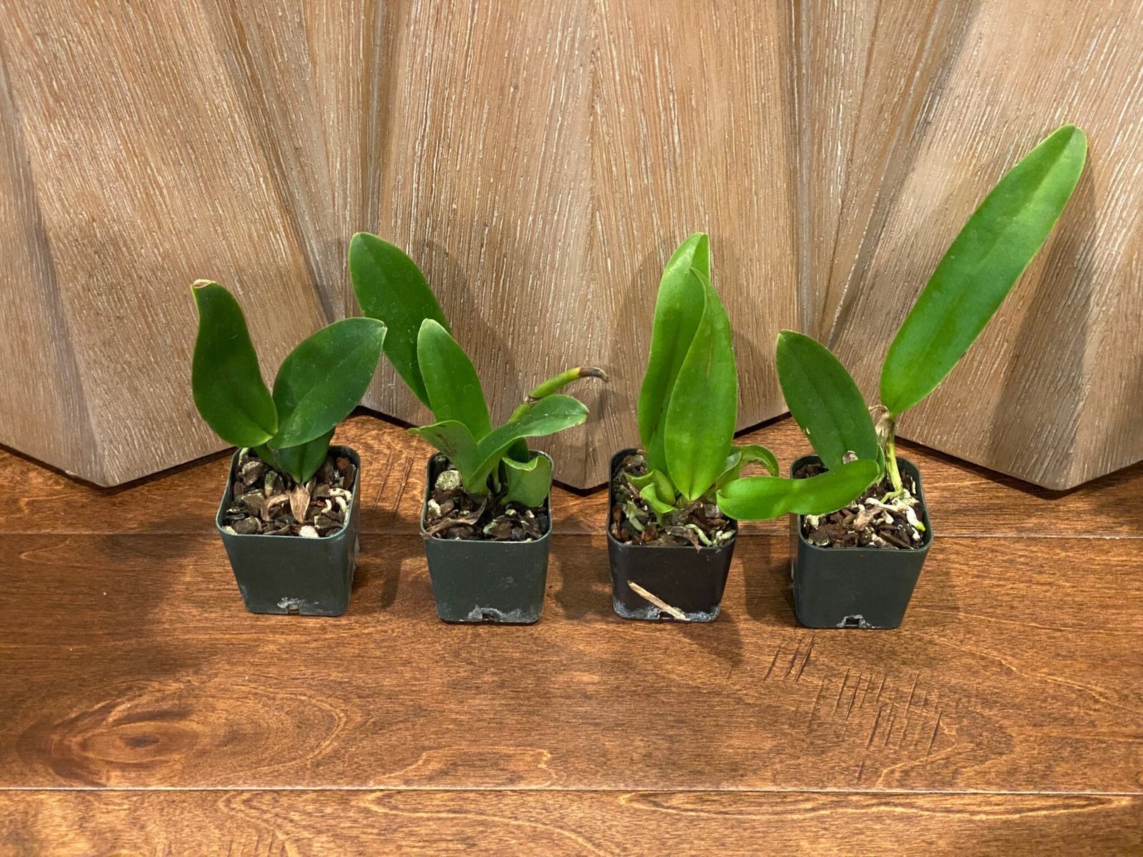 Rlc. Chief Rainbow (2” pot) - Everything Orchids