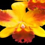 Rlc. Chief Rainbow (2” pot)