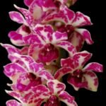 Rhynchostylis gigantea ‘Red Spots’ (3.5” pot)