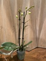 Phalaenopsis Banana Cutie 2 Spikes (3.5" pot) - Image 6