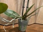 Phalaenopsis Banana Cutie 2 Spikes (3.5" pot) - Image 9