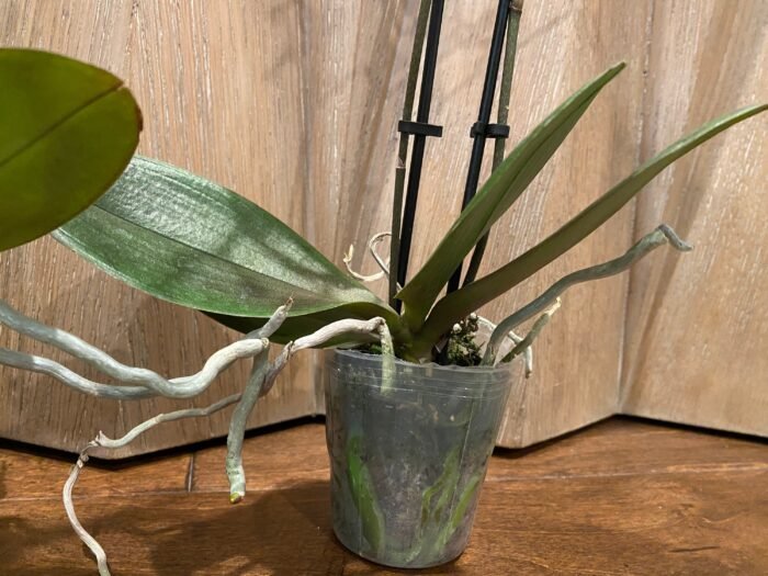 Phalaenopsis Banana Cutie 2 Spikes (3.5" pot) - Image 9