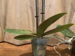 Phalaenopsis Banana Cutie 2 Spikes (3.5" pot) - Image 8