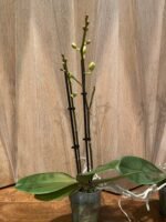 Phalaenopsis Banana Cutie 2 Spikes (3.5" pot) - Image 7