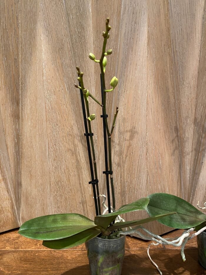 Phalaenopsis Banana Cutie 2 Spikes (3.5" pot) - Image 7