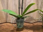 Phalaenopsis Twilight Star 2 Spikes (3.5" pot) - Image 8