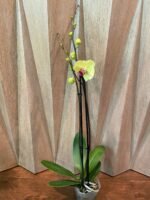 Phalaenopsis Fuller’s Sunset 2 Spikes (4.5" pot) - Image 2