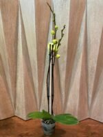 Phalaenopsis Fuller’s Sunset 2 Spikes (4.5" pot) - Image 4