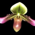 In Spike/ Bud - Paph. Xanthophyllum (volonteanum x mastersianum) (3.5” pot)