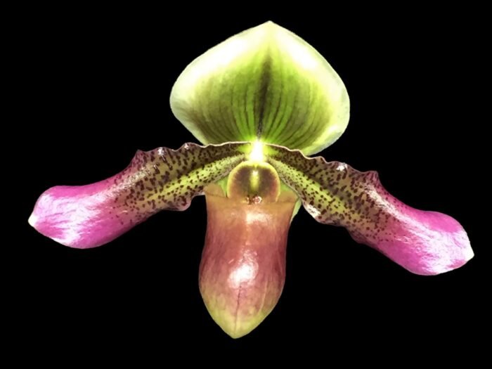 In Spike/ Bud - Paph. Xanthophyllum (volonteanum x mastersianum) (3.5” pot) - Image 1