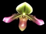 Paph. Xanthophyllum (volonteanum x mastersianum) (3.5” pot)