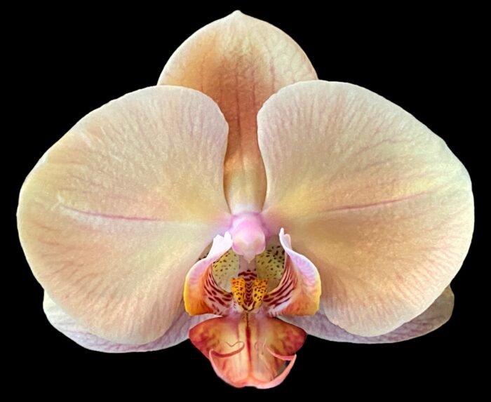 Double Spikes Phalaenopsis OX Lottery Prince (4.5" pot) - Image 2