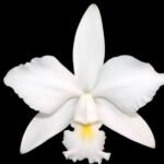 Cattleya violacea f. alba x sib (5” Pot)