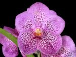 Vanda Chomkao x Vanda Kulwadee Fragrance Blooming Size (3” basket)