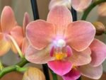 Fragrant Phalaenopsis New Hybrid Novelty Orange Color 2 Spikes (3.5" pot)