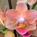 Fragrant Phalaenopsis New Hybrid Novelty Orange Color 2 Spikes (3.5" pot)