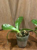 Phalaenopsis violacea var alba x sib. (3” Pot) - Image 4