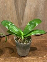 Phalaenopsis violacea var alba x sib. (3” Pot) - Image 5