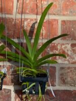 Vanda Chomkao x Vanda Kulwadee Fragrance Blooming Size (3” basket) - Image 4