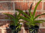 Vanda Chomkao x Vanda Kulwadee Fragrance Blooming Size (3” basket) - Image 2