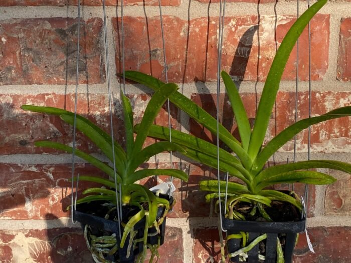 Vanda Chomkao x Vanda Kulwadee Fragrance Blooming Size (3” basket) - Image 2