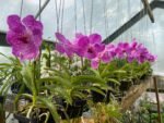 Vanda Pakchong Blue Pink 2n x Vanda Pacharee Delight 4n Blooming Size (3” basket) - Image 3