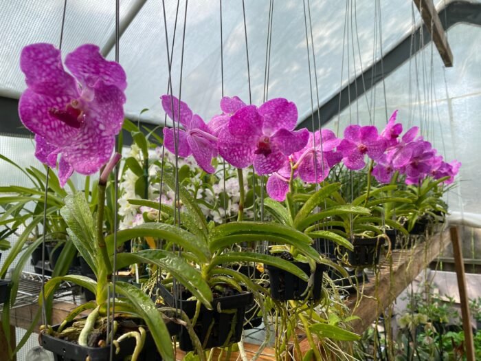 Vanda Pakchong Blue Pink 2n x Vanda Pacharee Delight 4n Blooming Size  (3” basket) - Image 3
