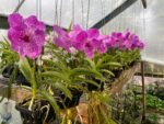 Vanda Pakchong Blue Pink 2n x Vanda Pacharee Delight 4n Blooming Size (3” basket) - Image 2
