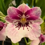 Miltoniopsis Princess Diana ‘Red Baron’ (3.5” Pot)