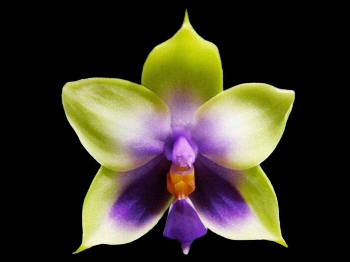 Fragrant - Phalaenopsis bellina var. coerulea x violacea var. indigo (3” pot) - Image 1
