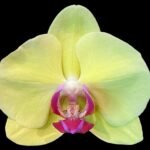 Phalaenopsis Fuller’s Sunset 2 Spikes (4.5" pot)