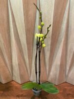 Phalaenopsis Fuller’s Sunset 2 Spikes (4.5" pot) - Image 3