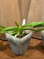 Rhynchostylis coelestis ‘Blue’ x sib (3.5” Pot) - Image 4