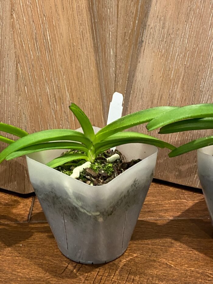 Rhynchostylis coelestis ‘Blue’ x sib (3.5” Pot) - Image 4