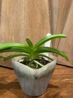 Rhynchostylis coelestis ‘Blue’ x sib (3.5” Pot) - Image 6