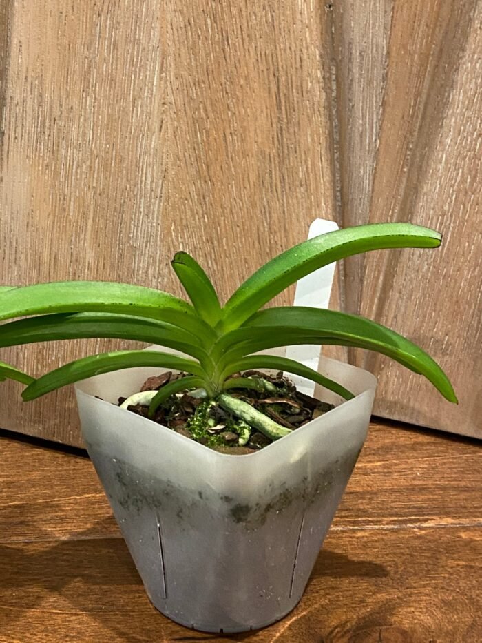 Rhynchostylis coelestis ‘Blue’ x sib (3.5” Pot) - Image 6