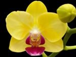 Phalaenopsis Dtps Brother Little Heart x Brother Fortune 2 Spikes (3.5" pot)