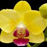 Phalaenopsis Dtps Brother Little Heart x Brother Fortune  2 Spikes (3.5" pot)