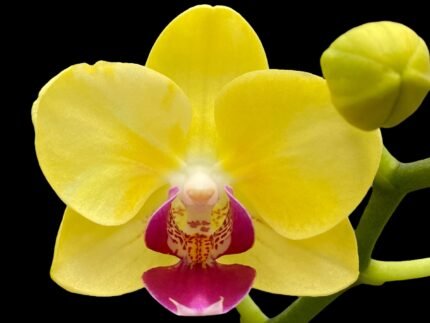 Phalaenopsis Dtps Brother Little Heart x Brother Fortune  2 Spikes (3.5" pot)