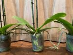 Phalaenopsis Dtps Brother Little Heart x Brother Fortune 2 Spikes (3.5" pot) - Image 9